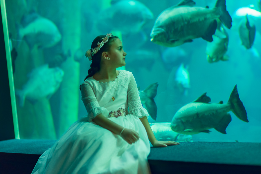 fotografía con peces de colores y luz natural de acuario
